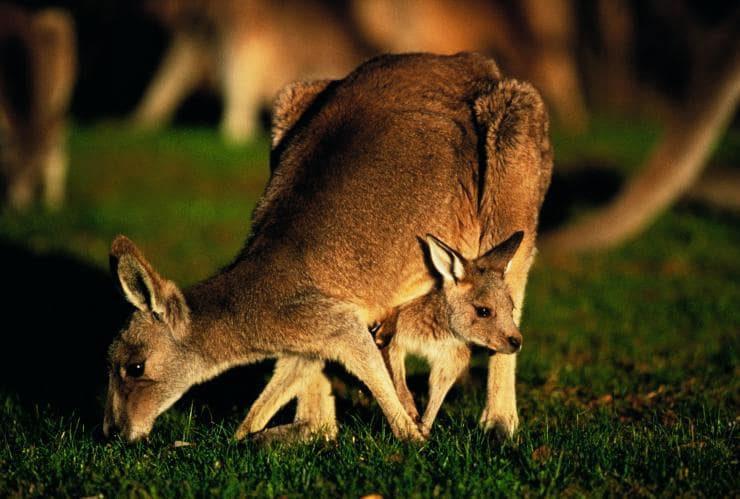 Kangaroo with joey in her pouch on Anglesea Golf Course in Anglesea © Visit Victoria