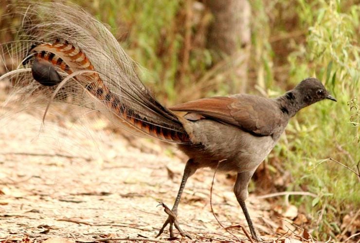 A superb lyrebird in Croajingolong National Park in East Gippsland © Echidna Walkabout