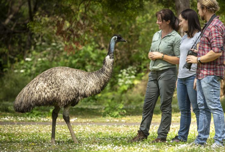 Couple with guide standing beside an emu in Tower Hill Wildlife Reserve in Tower Hill © Archie Sartracom