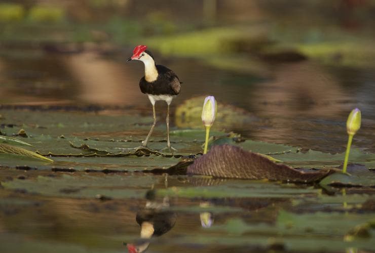 Comb-crested Jacana bird on the water lilies at Bamurru Plains in Point Stuart © Wild Bush Luxury