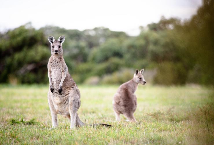 Kangaroos in the grass in the Otways, Great Ocean Road, Victoria © Great Ocean Road Tourism