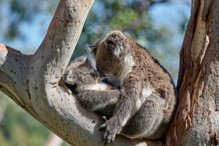 Koalas cuddling in a tree at Mount Lofty in South Australia © George Papanicolaou
