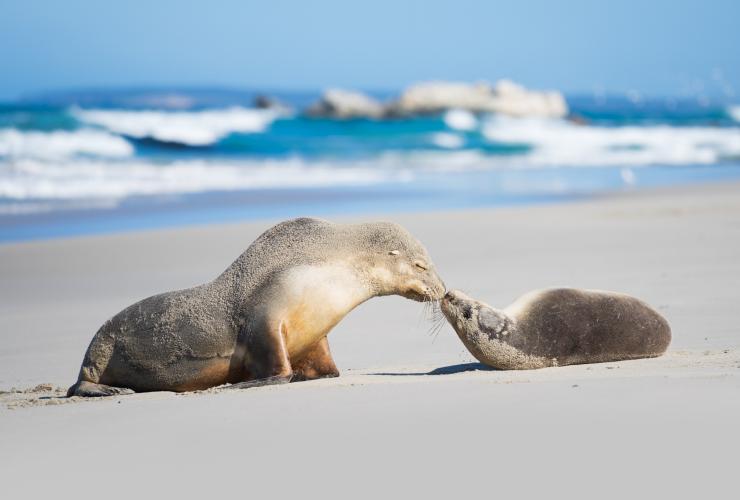 Seal Bay Conservation Park, Kangaroo Island, SA © Ben Goode