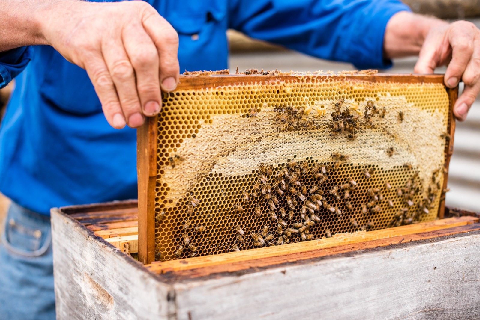  Island Beehive, Kangaroo Island, SA © Meaghan Coles