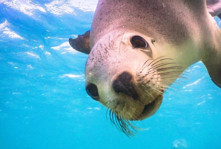 Sea lion, Baird Bay, SA © David Edgar