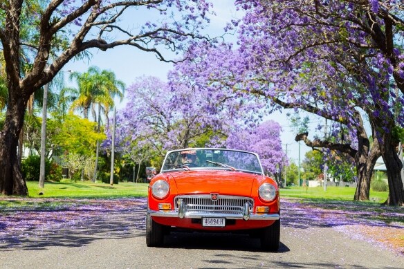 Vintage red car driving down a road with jacarandas in bloom © Destination NSW