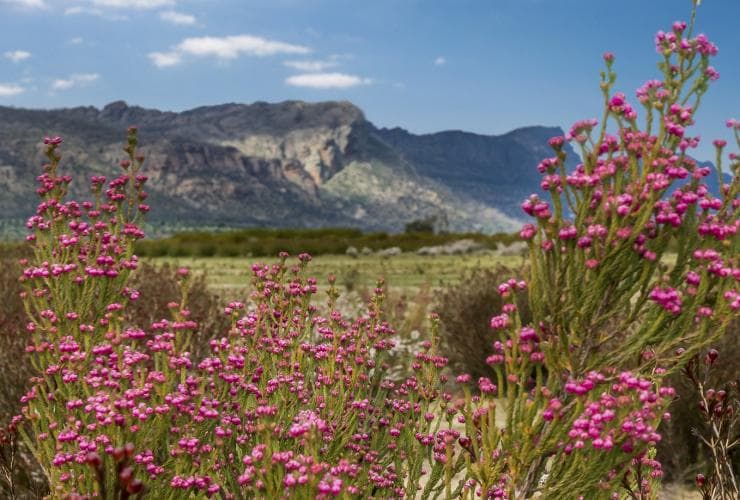 Wildflowers in bloom in front of a mountain in the Grampians © Visit Victoria