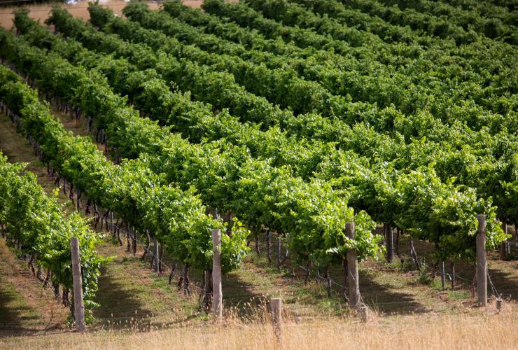 Clonakilla Wines, Murrumbateman, NSW © VisitCanberra