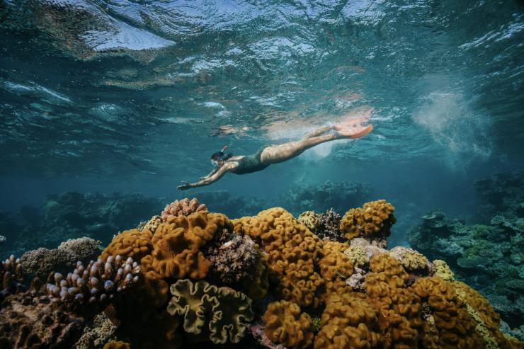 Scuba Diving in the Fitzroy Reef Lagoon at the Great Barrier Reef © Tourism and Events Queensland