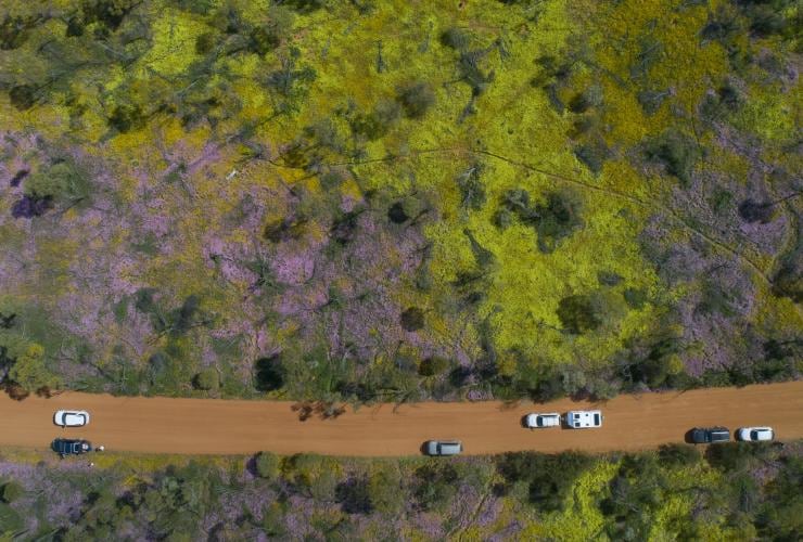 Wildflowers, Coalseam Conservation Park, WA © Australia’s Coral Coast