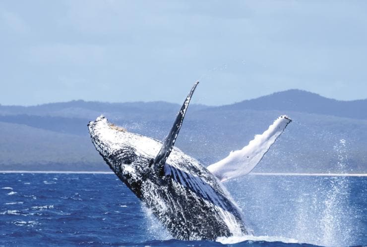 Whale, Hervey Bay, QLD © JZphotography