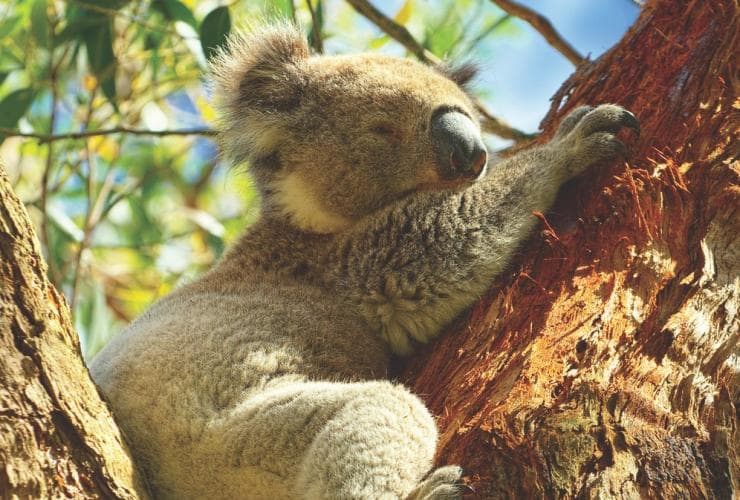 Koala, Magnetic Island, near Townsville, Great Barrier Reef, QLD © Tourism and Events Queensland