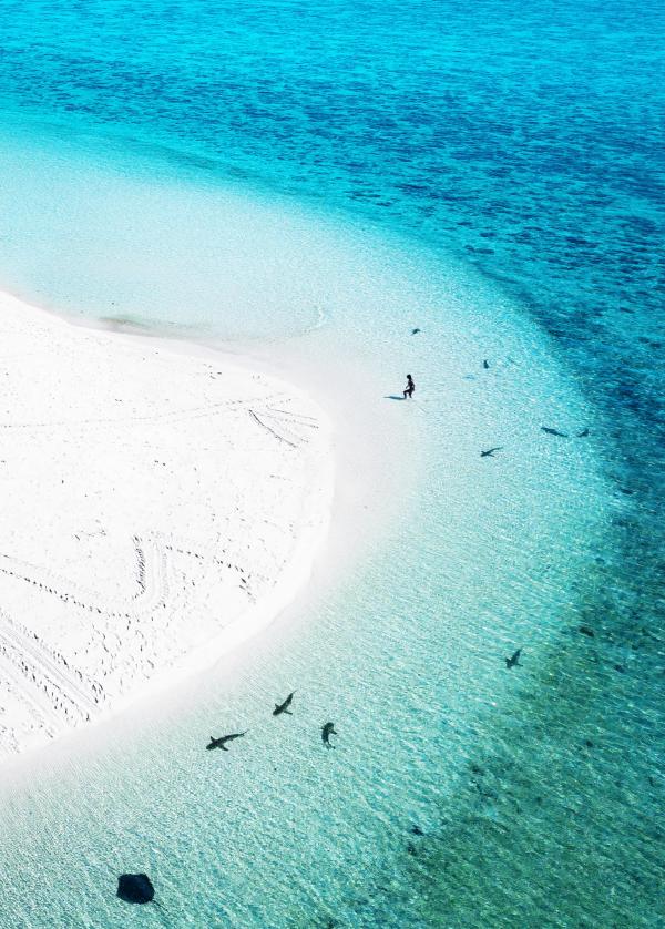 Heron Island, Great Barrier Reef, QLD © James Vodicka