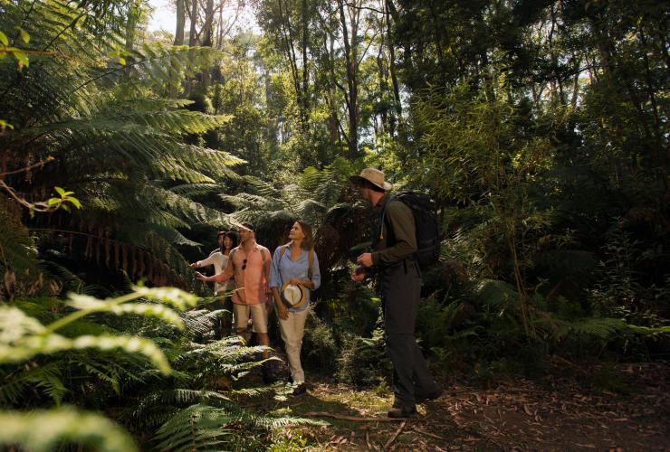 Twelve Apostles Lodge Walk, Great Ocean Road, VIC © Tourism Australia