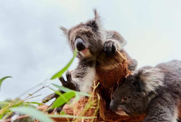 Koalas, Ballarat Wildlife Park, VIC © Tourism Australia/Visit Victoria