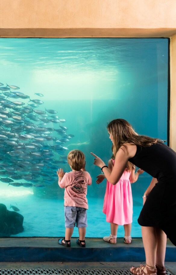 Aquarium of Western Australia, Perth, Western Australia © AQWA