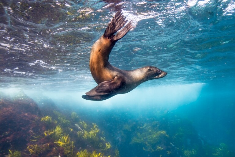 Australian fur seal at Montague Island, Narooma, NSW © Destination NSW