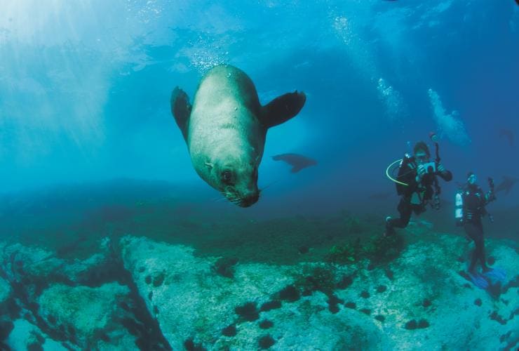 Fur seal, Montague Island, Narooma, NSW © Tony Brown, Destination NSW