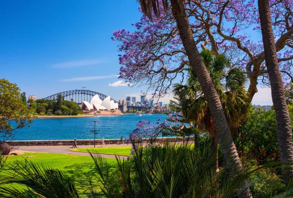 A tree covered in purple flowers amid other greenery in a garden on the foreshore of a city's harbour, Royal Botanic Garden Sydney, Sydney Harbour, New South Wales © Destination NSW