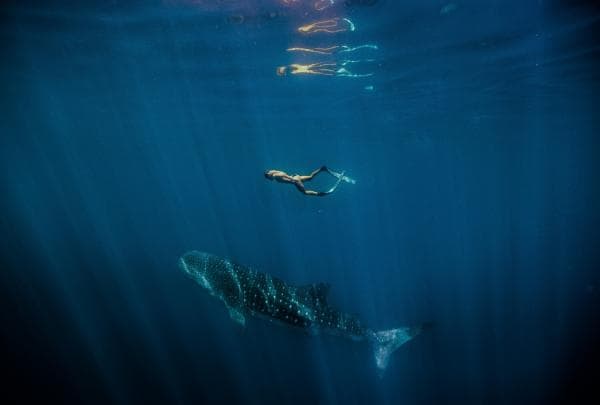 Female swimming with a Whale Shark (Rhincodon typus), Ningaloo Marine Park, WA © Tourism Western Australia 