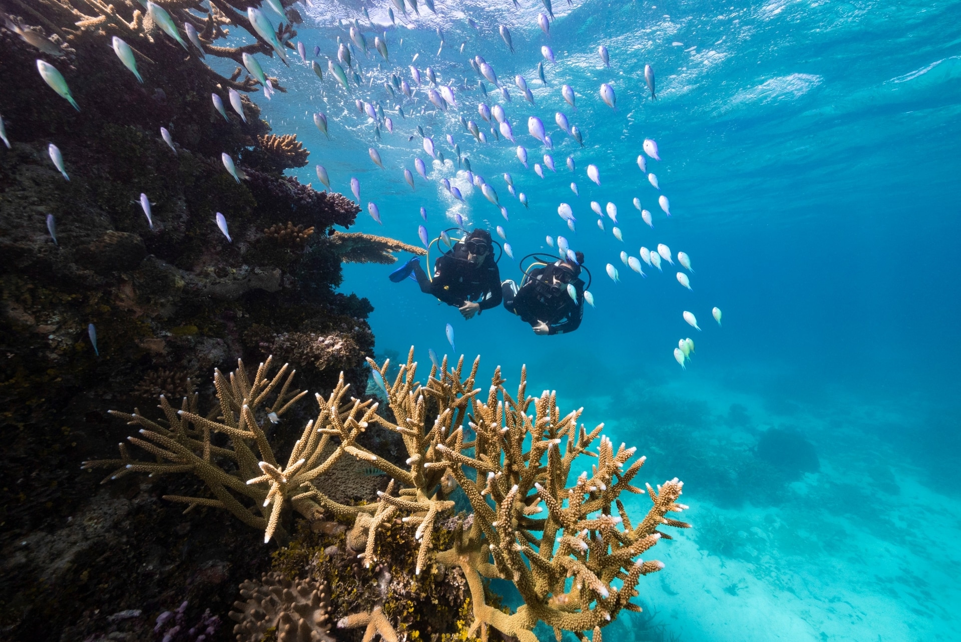 Pro Dive Magnetic Island, Magnetic Island, QLD © Tourism and Events Queensland