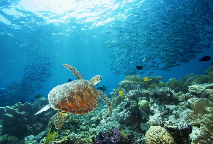 Sea Turtle, Great Barrier Reef, QLD © David Miller