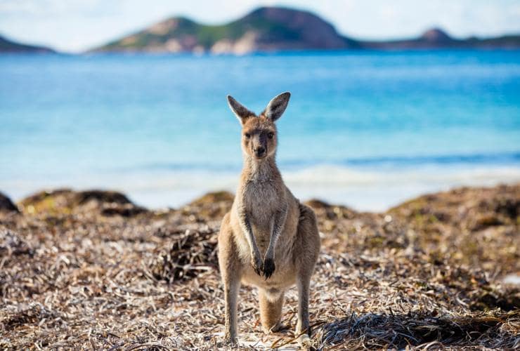 Kangaroo at Lucky Bay, Cape Le Grand National Park, Esperance - Bay of Isles, WA © Tourism Western Australia