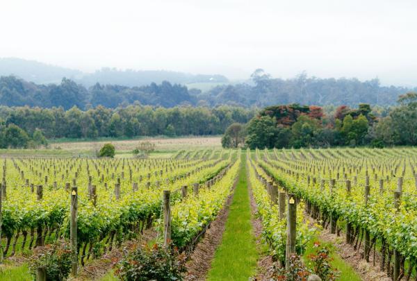 Chandon, Yarra Valley, Victoria © Tourism Australia / Time Out Australia