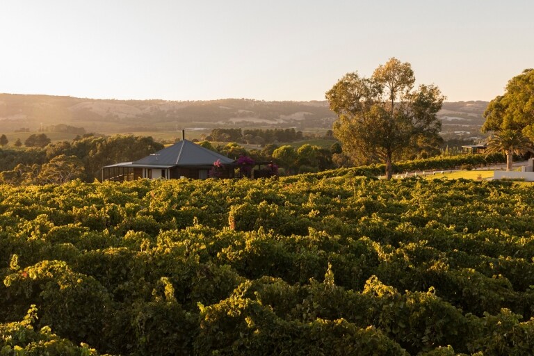 Rows of grape vines at The Vineyard Retreat in McLaren Vale © The Vineyard Retreat McLaren Vale