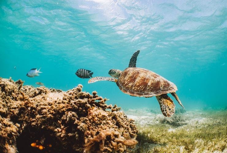 Turtle swims next to coral reef near Lizard Island © Tourism Australia