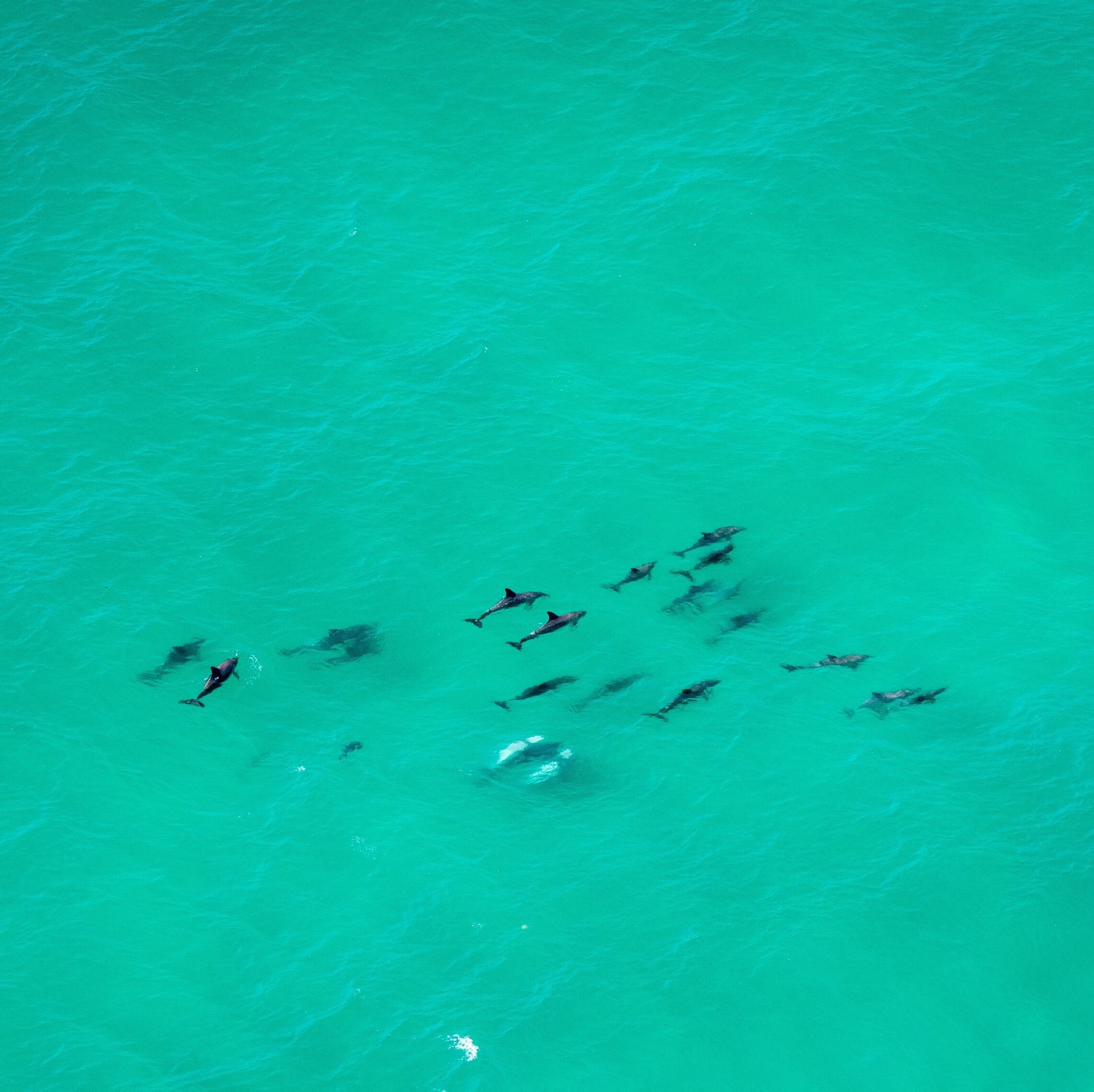 Pod of dolphins in the Cape Byron Marine Park © Tourism Australia