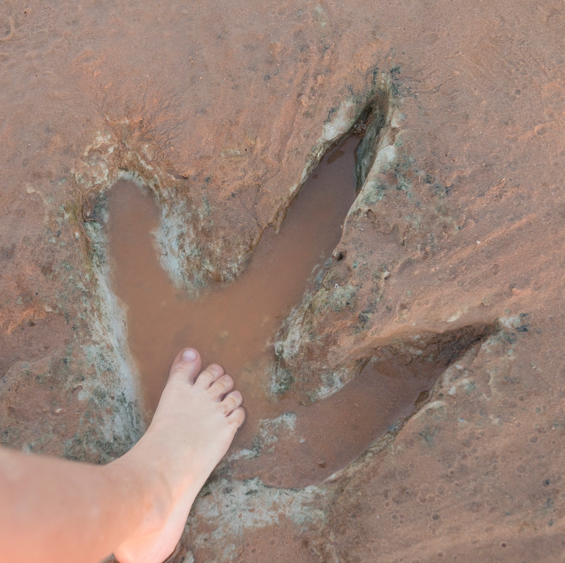 Dinosaur footprints, Broome, WA © Australia's North West Tourism