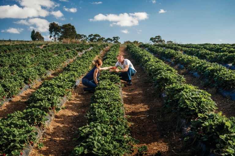 Pick Your Own, Beerenberg Strawberry Farm, Hahndorf, SA © South Australian Tourism Commission