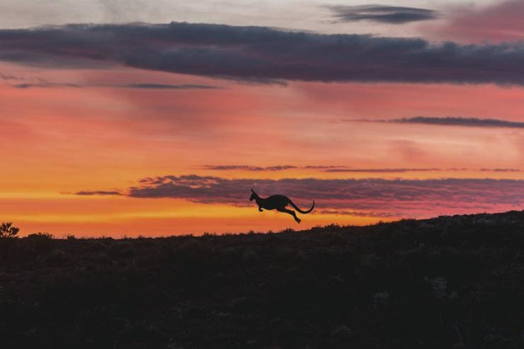Kangaroo at sunset jumping through Arkaba in Flinders Ranges National Park in South Australia © South Australian Tourism Commission