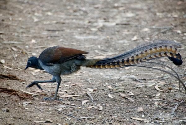 A bird with brown and grey feathers on its body and a long, striped feather tail walking on the ground during a tour with Sydney Bespoke Tours, Sydney, New South Wales © Sydney Bespoke Tours / Australian Wildlife Journeys