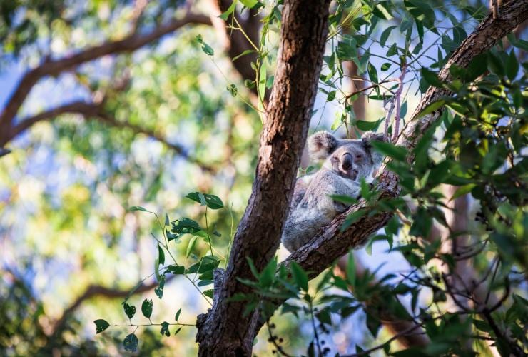 Koala at Amity Point, North Stradbroke Island, QLD © Tourism and Events Queensland