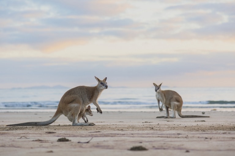 Kangaroos on the beach at sunset at Cape Hillsborough National Park in Queensland © Tourism and Events Queensland