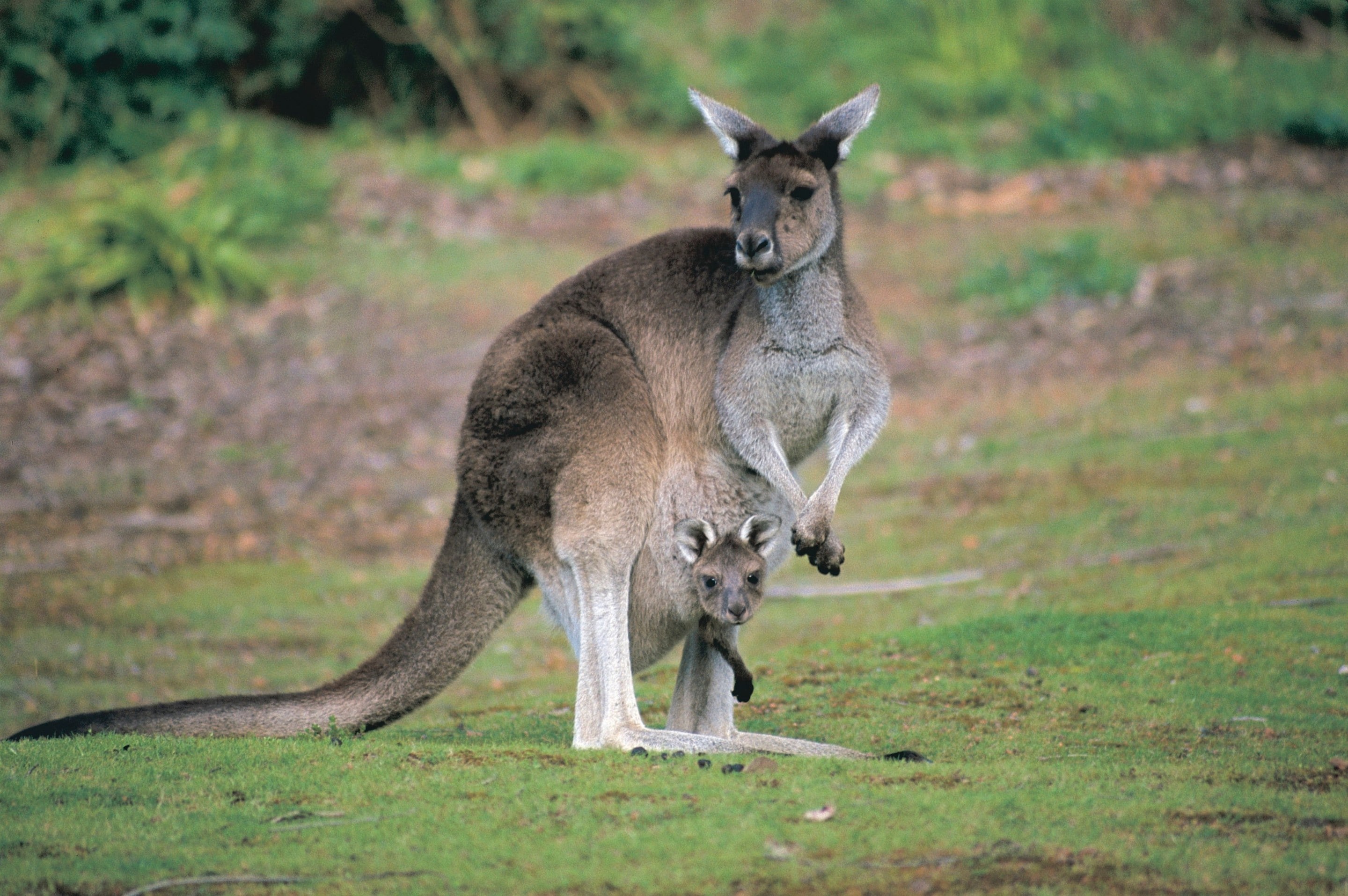 A kangaroo with a joey in its pouch at Donnelly River © Tourism WA
