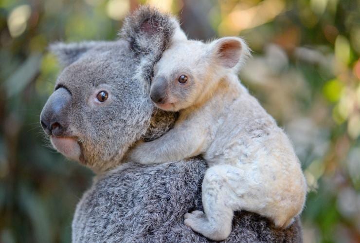 Koala joey with mother, Australia Zoo, Beerwah, Queensland © Ben Beaden / Australia Zoo  