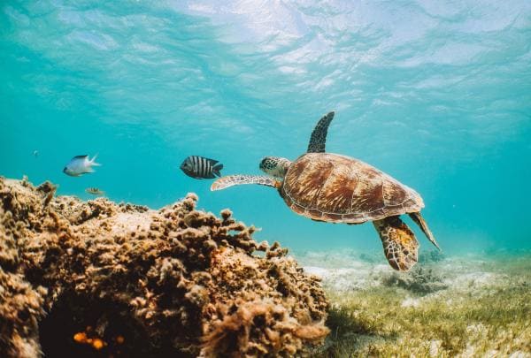 Turtle swimming underwater at the Great Barrier Reef © Tourism Australia