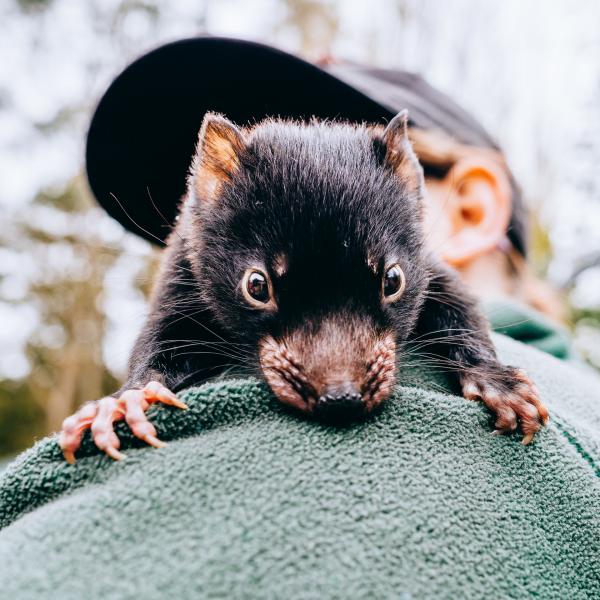 Woman holding Tasmanian Devil joey in Stanley, Tasmania © Jewels Lynch