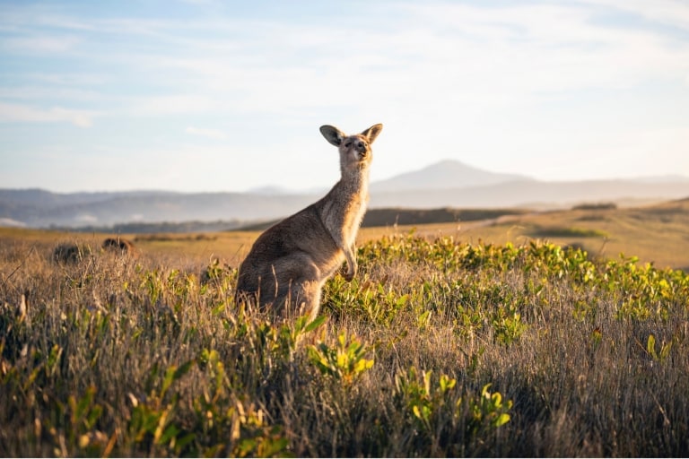 Look At Me Now Headland, Emerald Beach, NSW © Destination NSW