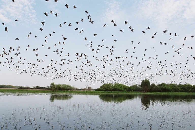 Birds flying above wetlands at Yellow Water in Kakadu National Park in the Northern Territory © Gary Topic