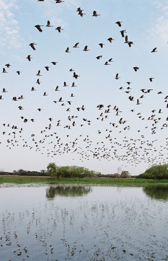 Birds flying above wetlands at Yellow Water in Kakadu National Park in the Northern Territory © Gary Topic