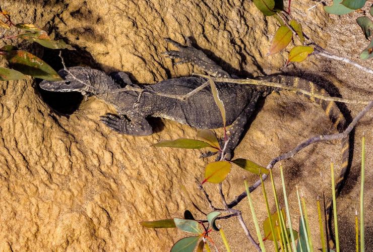 A Rosenberg’s Goanna at a termite mound on Kangaroo Island © Exceptional Kangaroo Island