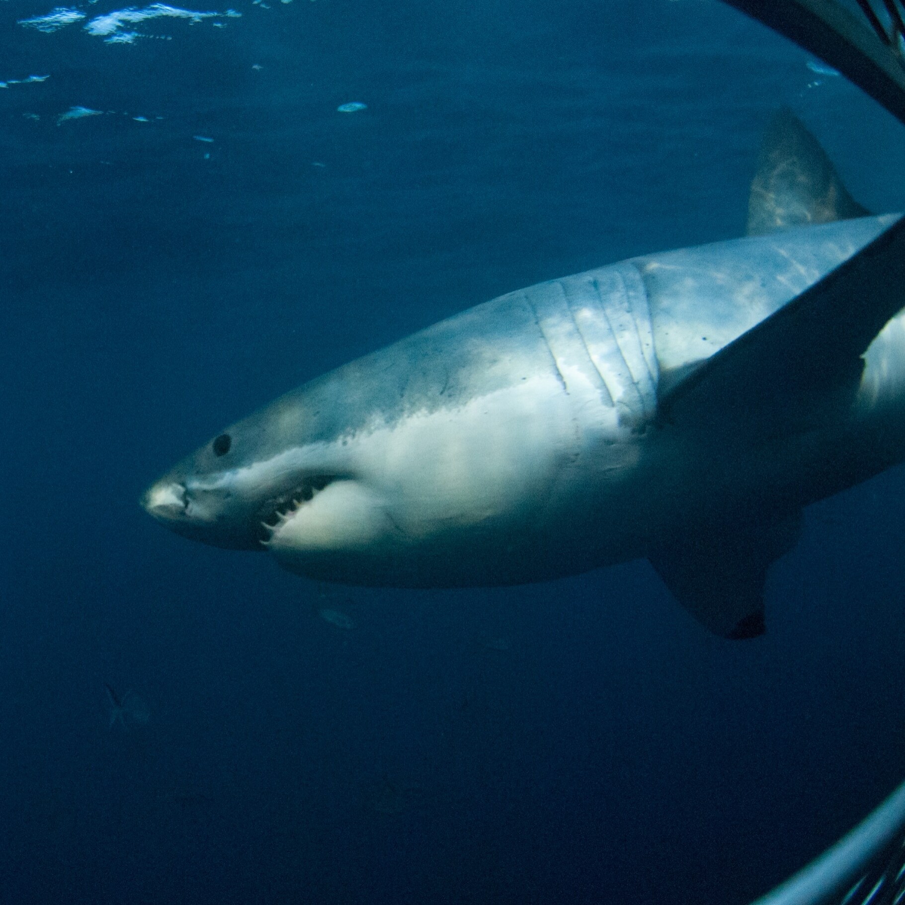 Great white shark © Tourism Australia