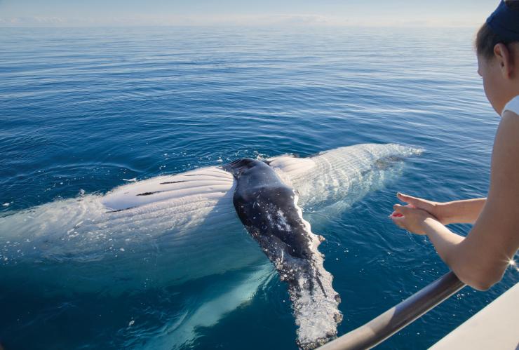Whale watching in Hervey Bay © Tourism and Events Queensland