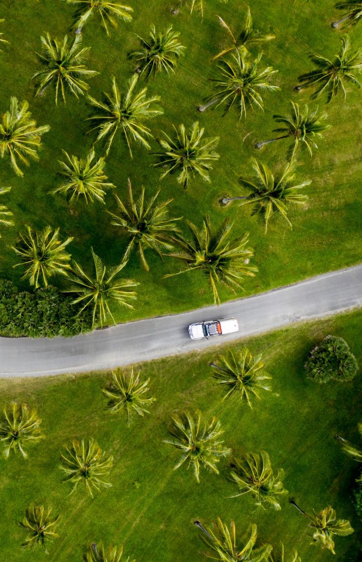  Aerial of car driving through palm trees in Tropical North Queensland © Tourism and Events Queensland / Sean Scott.