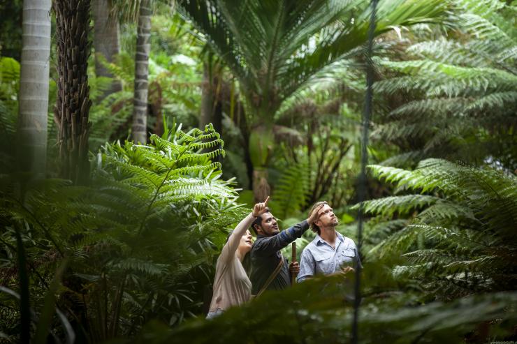 A couple standing with a tour guide who is pointing up towards surrounding trees during an Aboriginal Heritage Walk at Royal Botanic Gardens, Melbourne, Victoria © Archie Sartracom A couple standing with a tour guide who is pointing up towards surrounding trees during an Aboriginal Heritage Walk at Royal Botanic Gardens, Melbourne, Victoria © Archie Sartracom