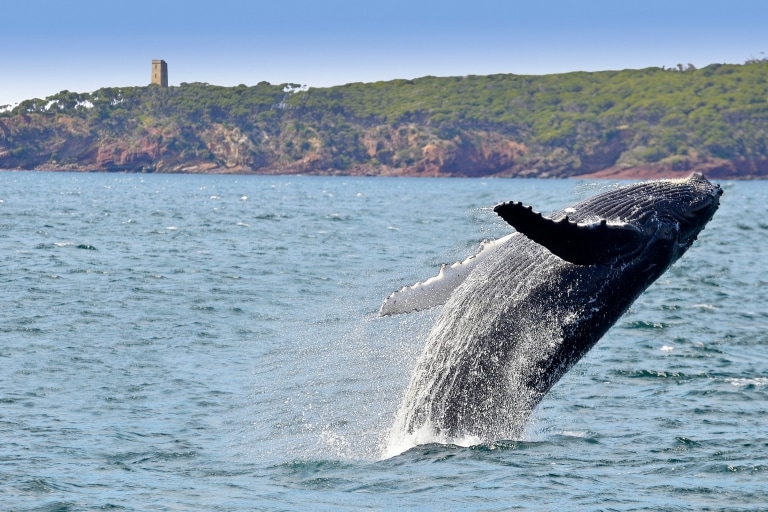 Humpback whale breaching in Eden, New South Wales © Warwick Kent courtesy of Sapphire Coast Tourism